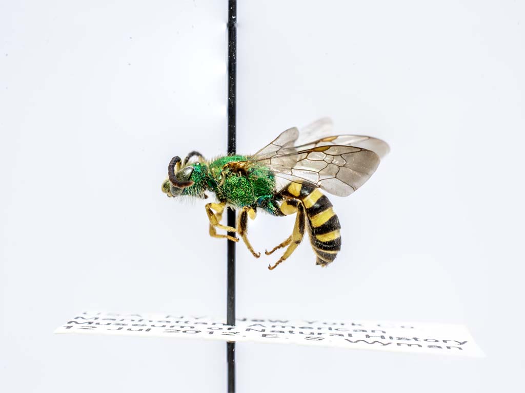 bee specimen